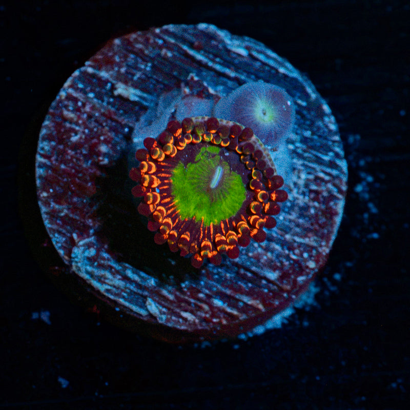 Candy Apple Red Zoanthid Coral colony growth in reef aquarium