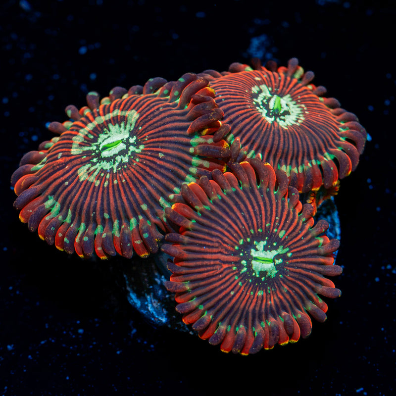 Punk Rockers Zoanthid Coral with colony growth in reef aquarium
