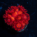 Red Bull Goniopora Coral