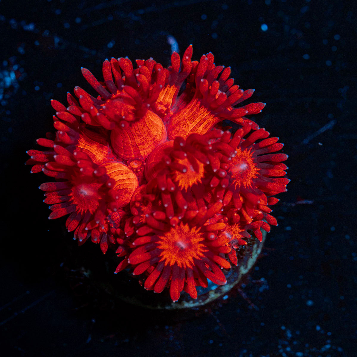 Red Bull Goniopora Coral