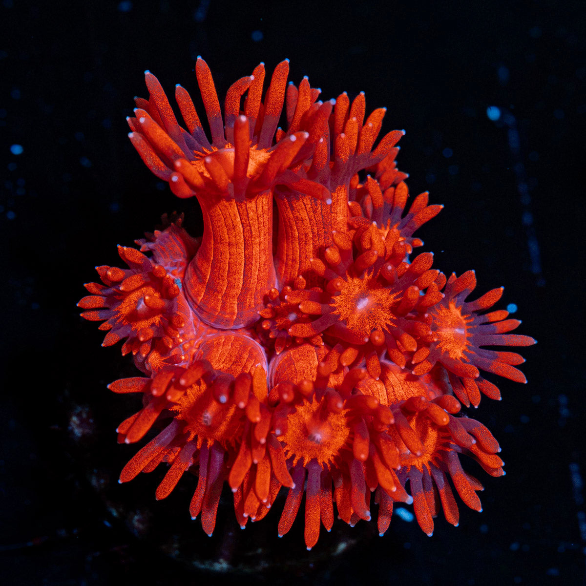 Red Bull Goniopora Coral