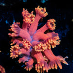 IronMan Goniopora Coral
