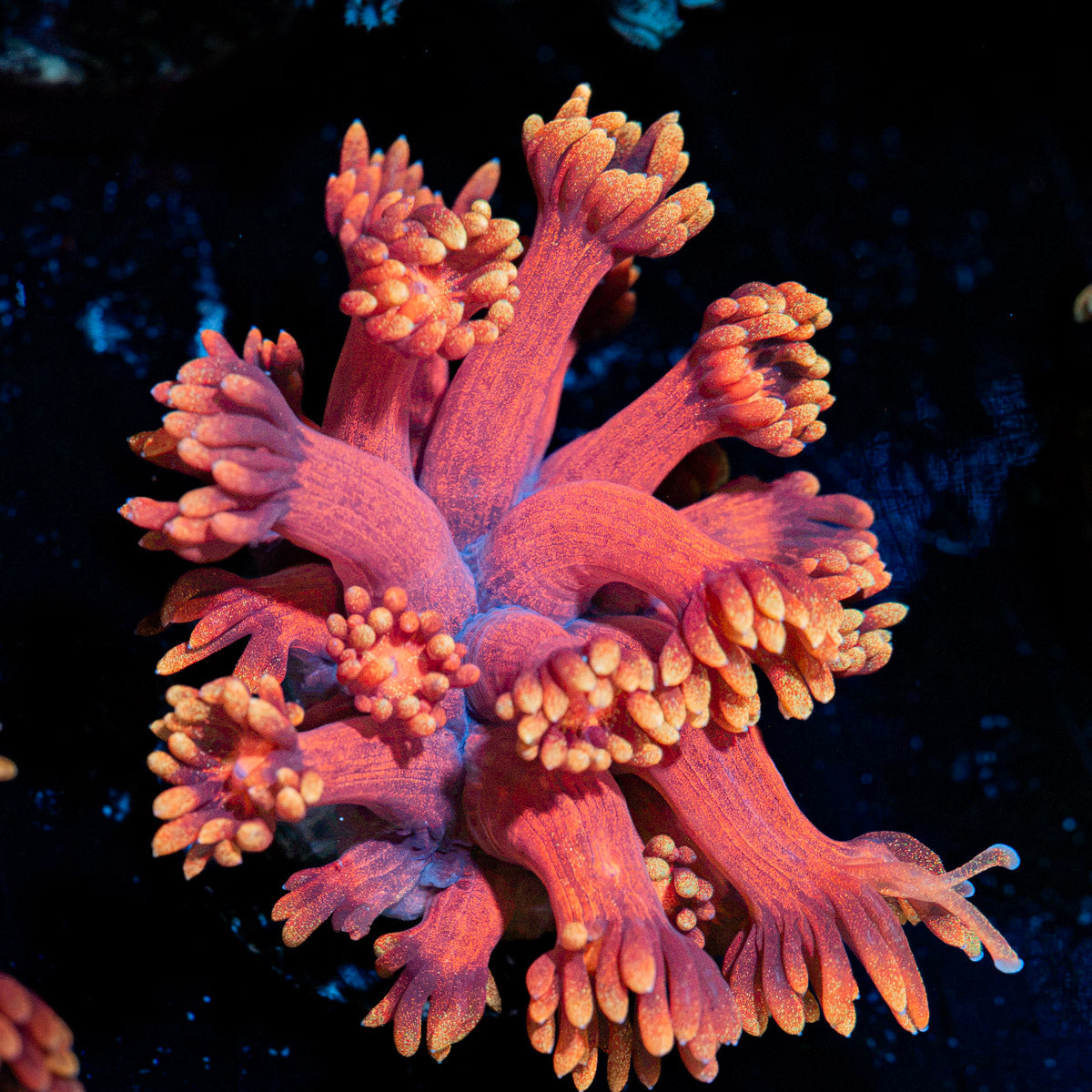 IronMan Goniopora Coral
