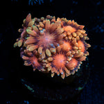 IronMan Goniopora Coral