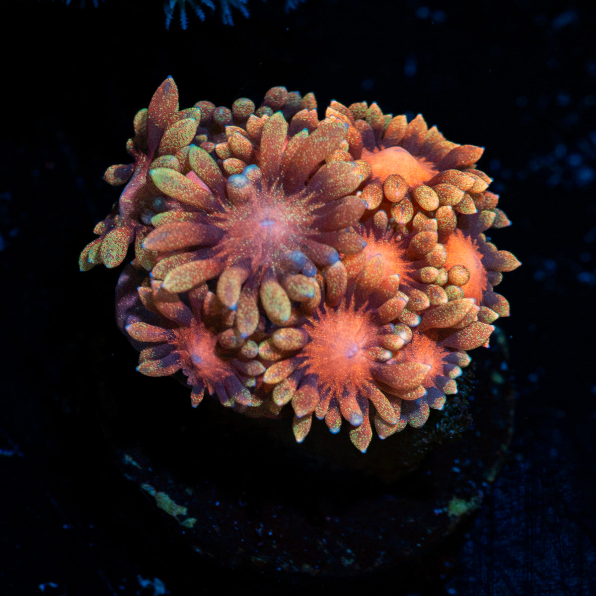 IronMan Goniopora Coral