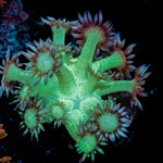 Bubble Toes Goniopora Coral