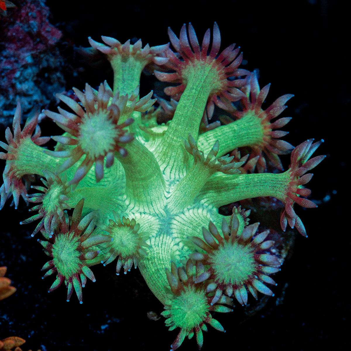 Bubble Toes Goniopora Coral