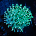 Green Toadstool Leather Coral