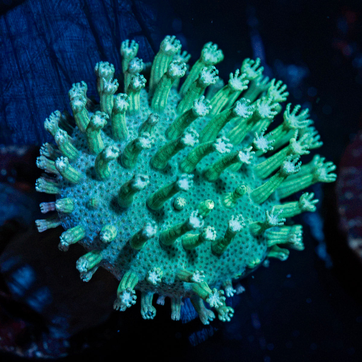 Green Toadstool Leather Coral