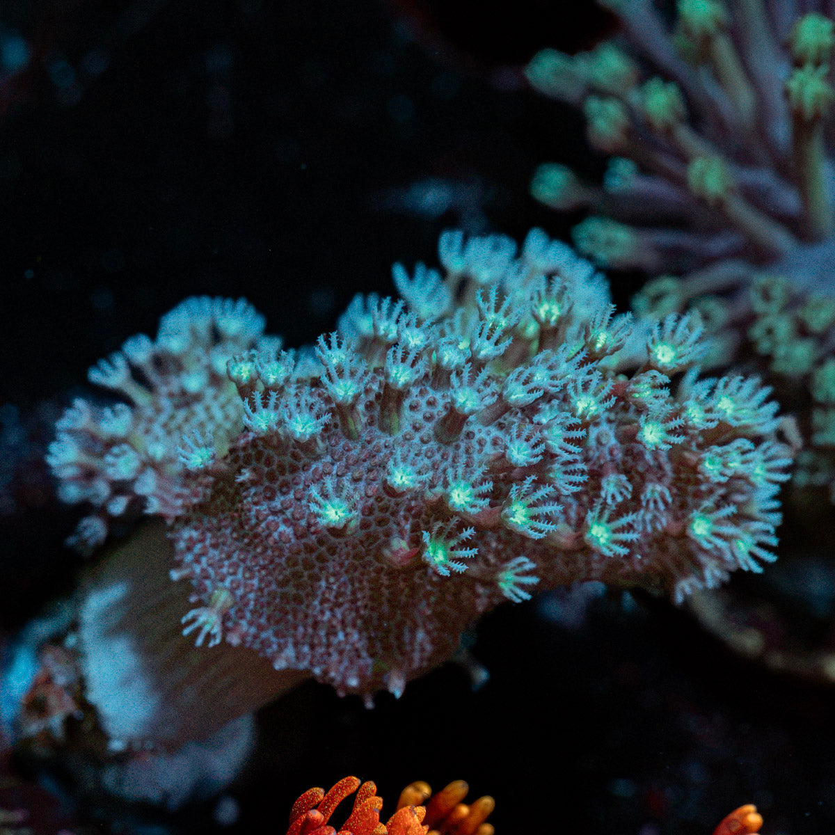 Finger Leather Coral