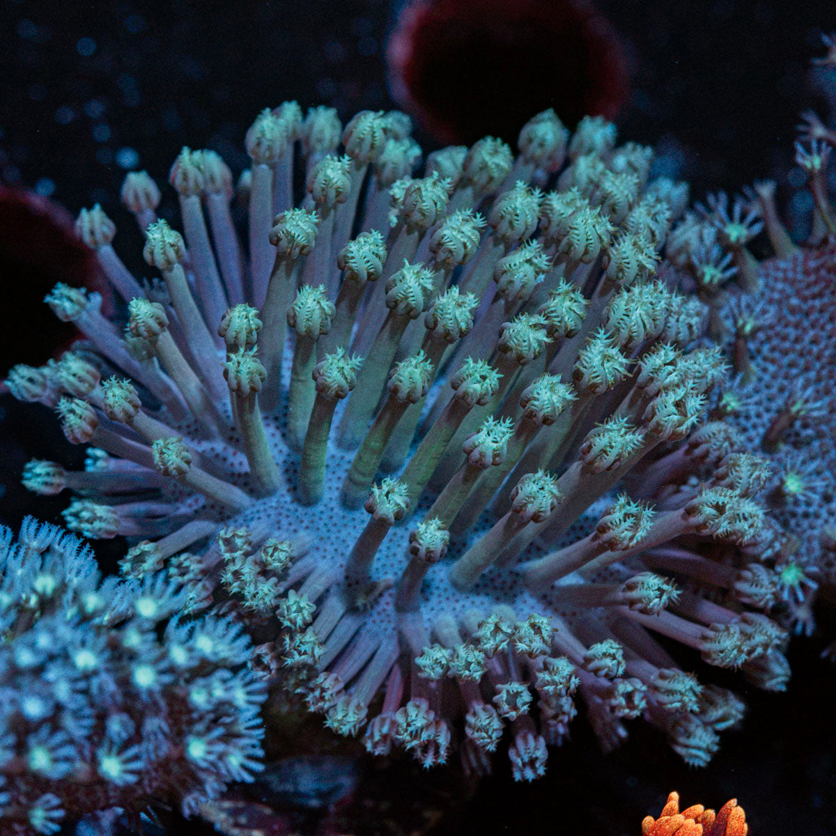 Classic Toadstool Leather Coral