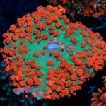 Red Saint Thomas Mushroom Coral