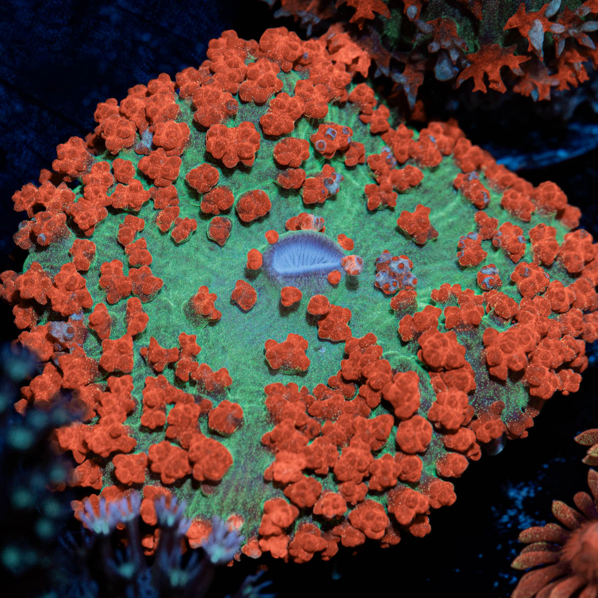 Red Saint Thomas Mushroom Coral