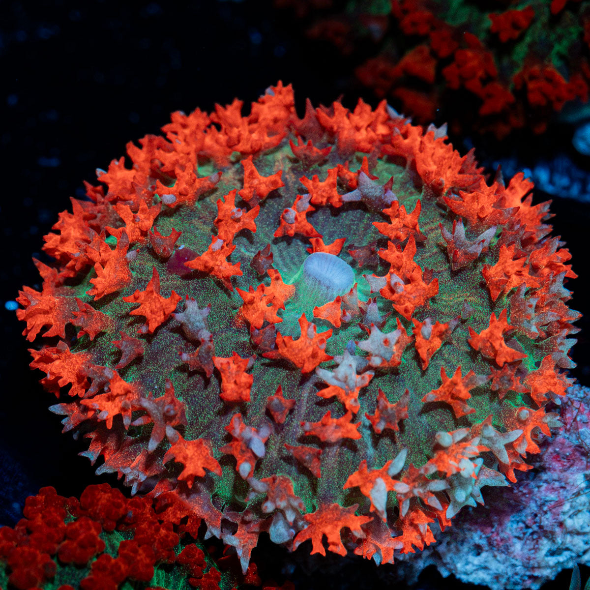 Red Saint Thomas Mushroom Coral