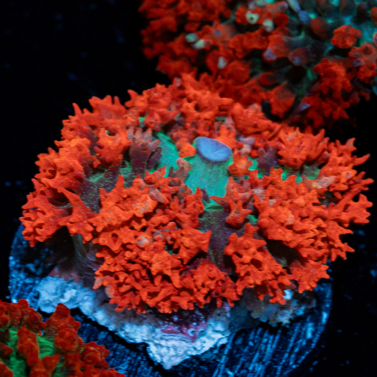 Red Saint Thomas Mushroom Coral