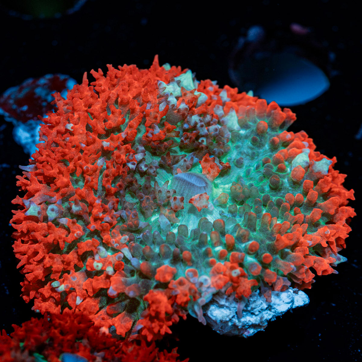 Red Saint Thomas Mushroom Coral