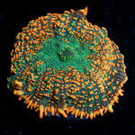 Charmander Rhiodactus Mushroom Coral