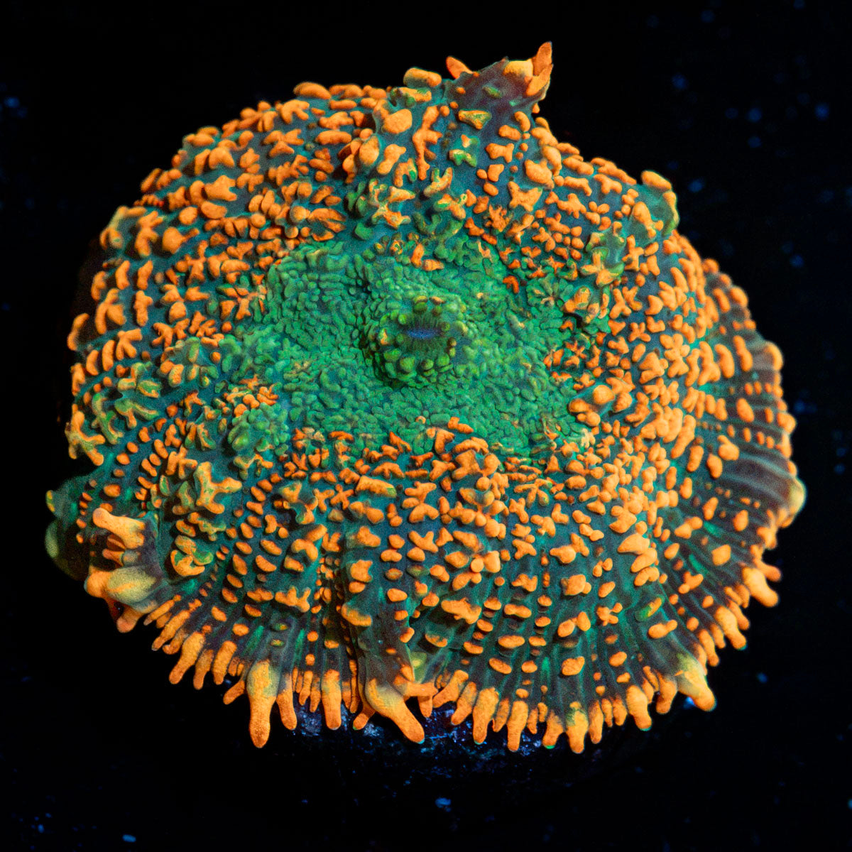 Charmander Rhiodactus Mushroom Coral