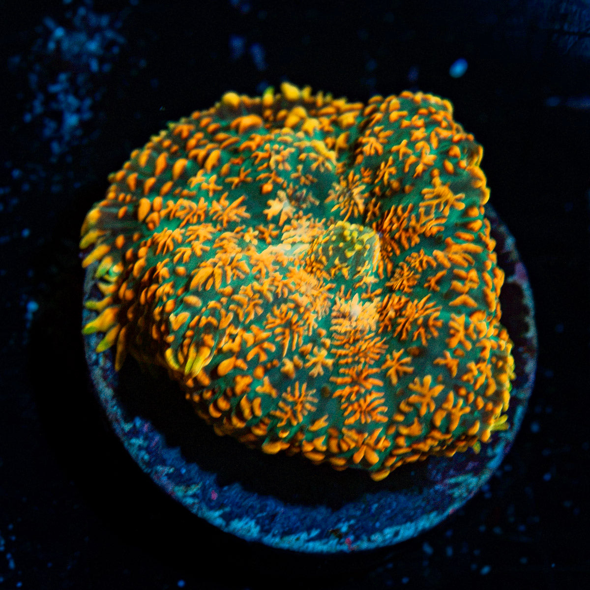Charmander Rhiodactus Mushroom Coral