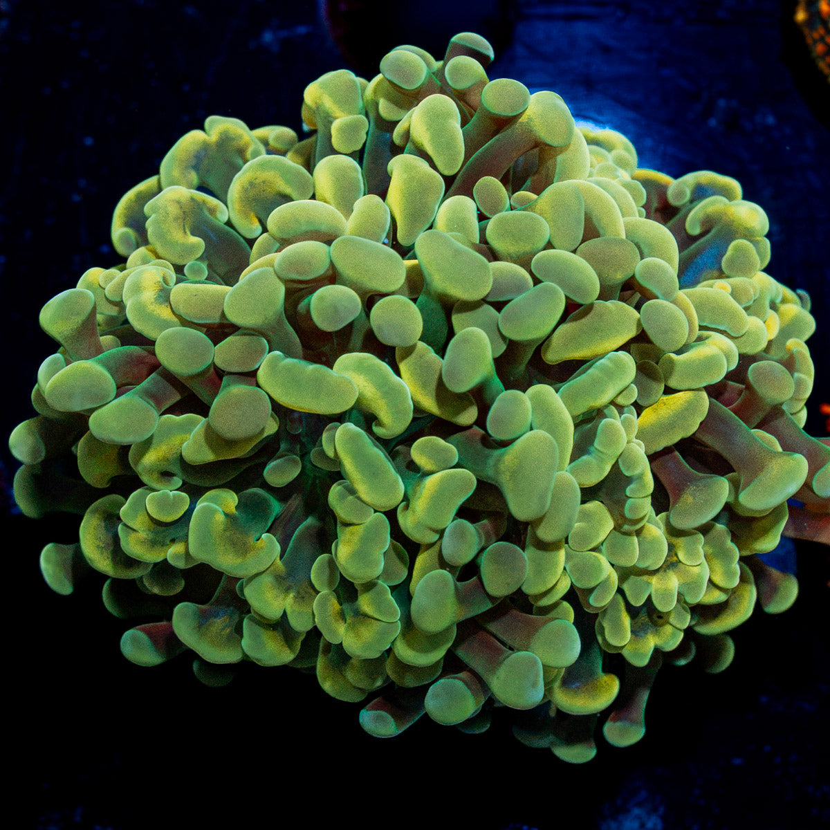 Golden Hammer Euphyllia Coral