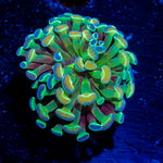 Hologram Hammer Euphyllia Coral
