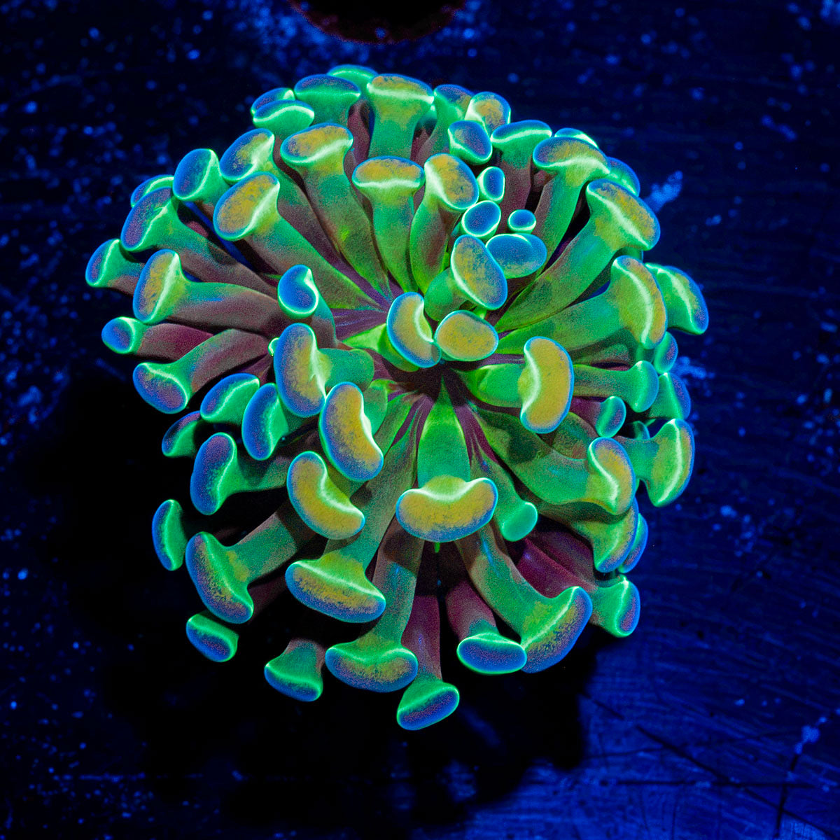 Hologram Hammer Euphyllia Coral