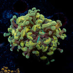 Golden Hammer Euphyllia Coral