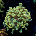 Golden Hammer Euphyllia Coral