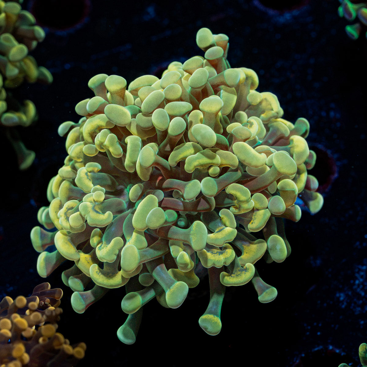 Golden Hammer Euphyllia Coral