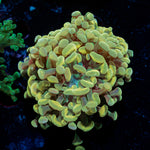 Golden Hammer Euphyllia Coral