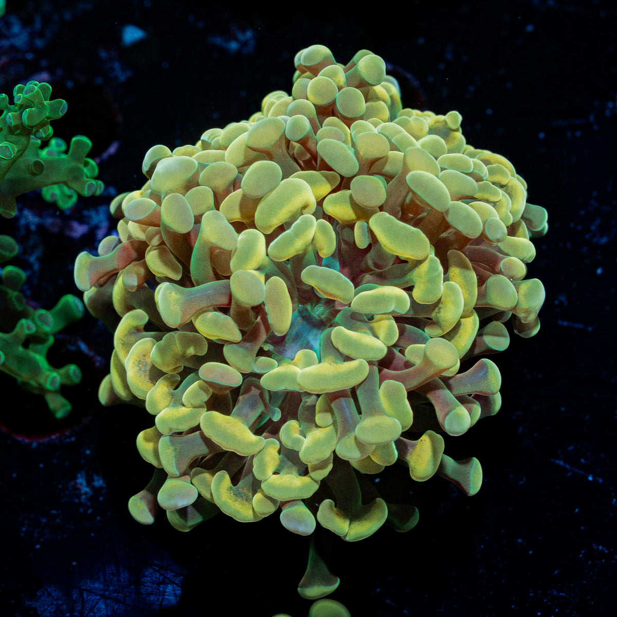 Golden Hammer Euphyllia Coral