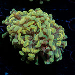 Golden Hammer Euphyllia Coral