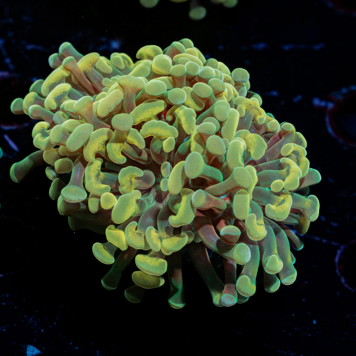 Golden Hammer Euphyllia Coral