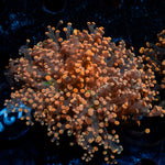Peach Frogspawn Euphyllia Coral
