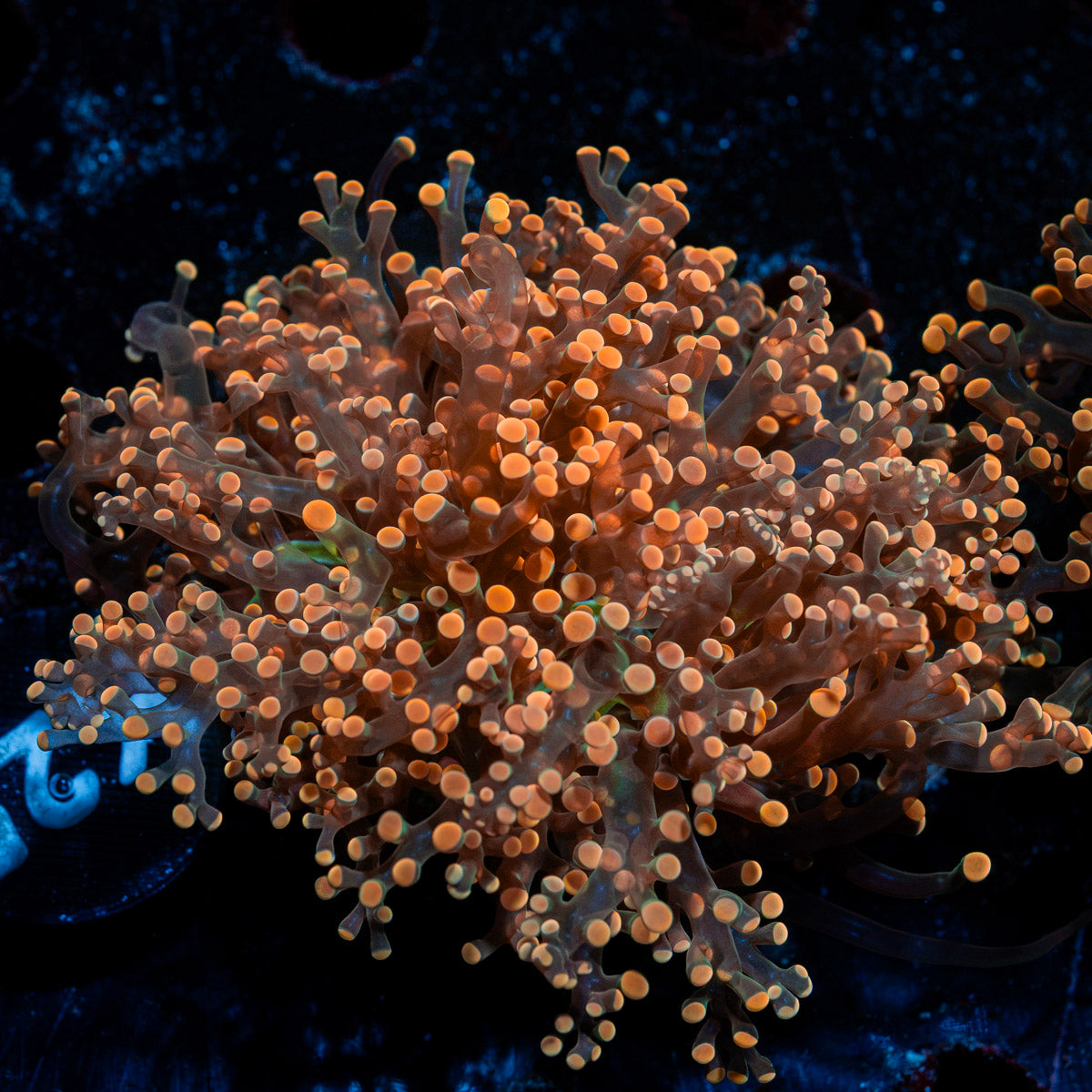 Peach Frogspawn Euphyllia Coral