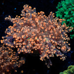 Peach Frogspawn Euphyllia Coral