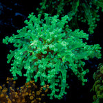 Classic Green Frogspawn Euphyllia Coral
