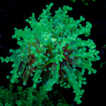 Classic Green Frogspawn Euphyllia Coral