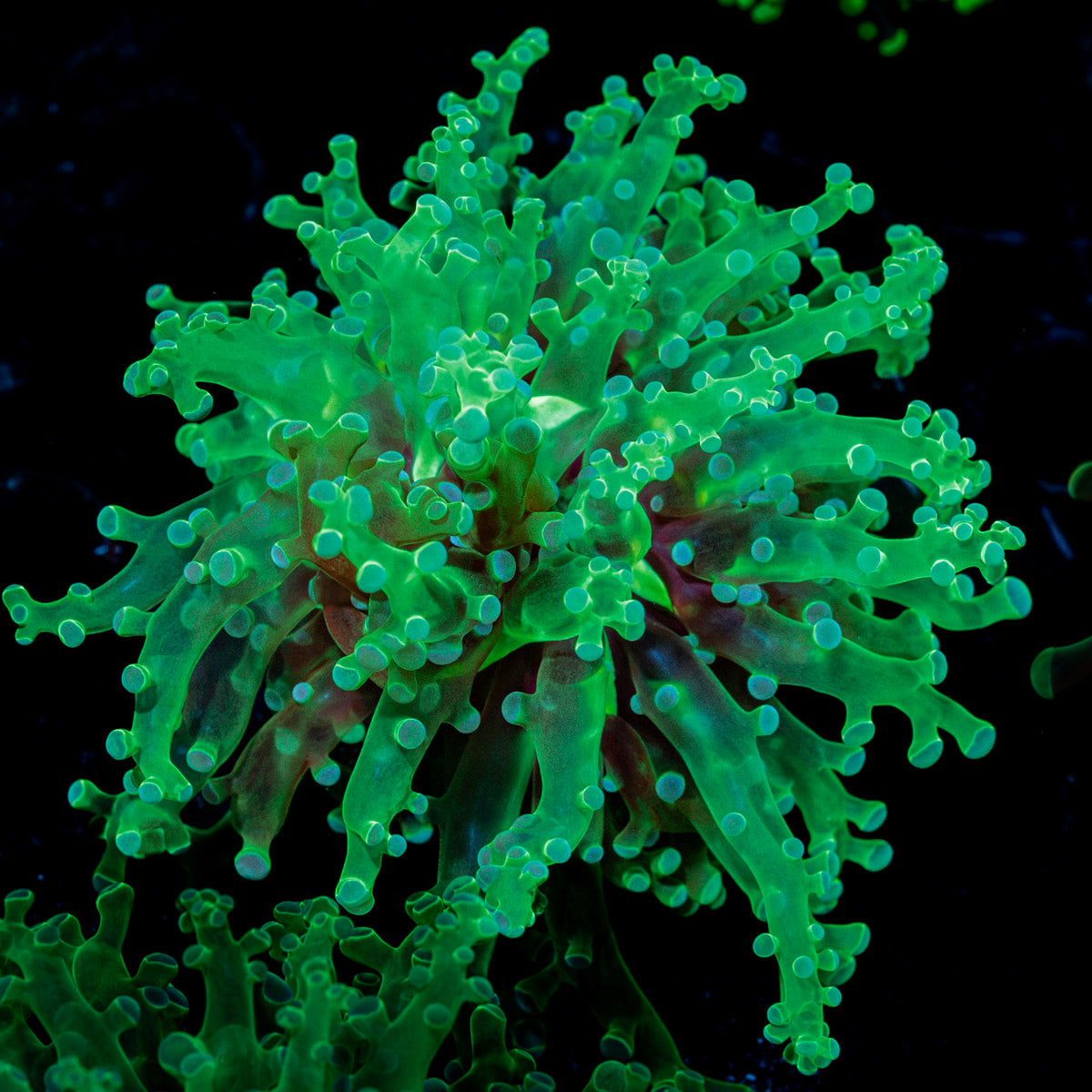 Classic Green Frogspawn Euphyllia Coral