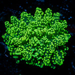Neon Green Octospawn Euphyllia Coral
