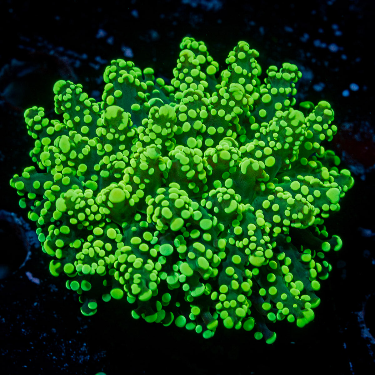 Neon Green Octospawn Euphyllia Coral
