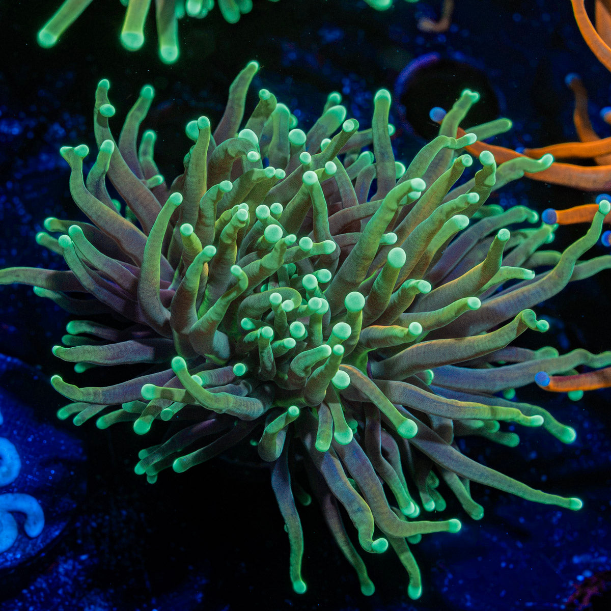 Goldenrod Torch Euphyllia Coral