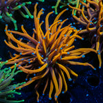 New York Knicks Torch Euphyllia Coral