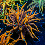 New York Knicks Torch Euphyllia Coral