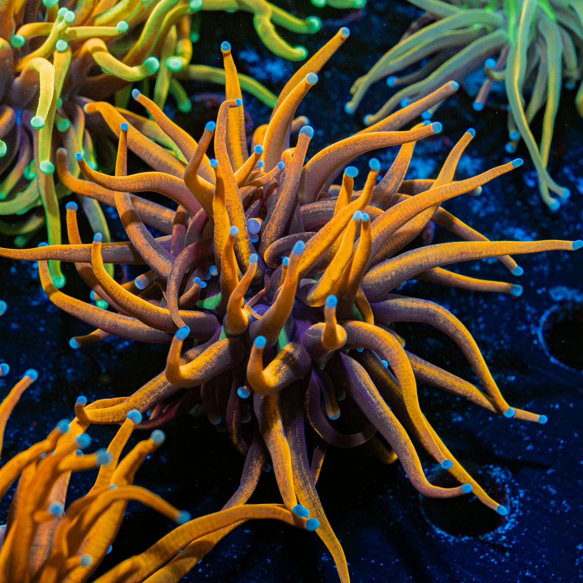 New York Knicks Torch Euphyllia Coral
