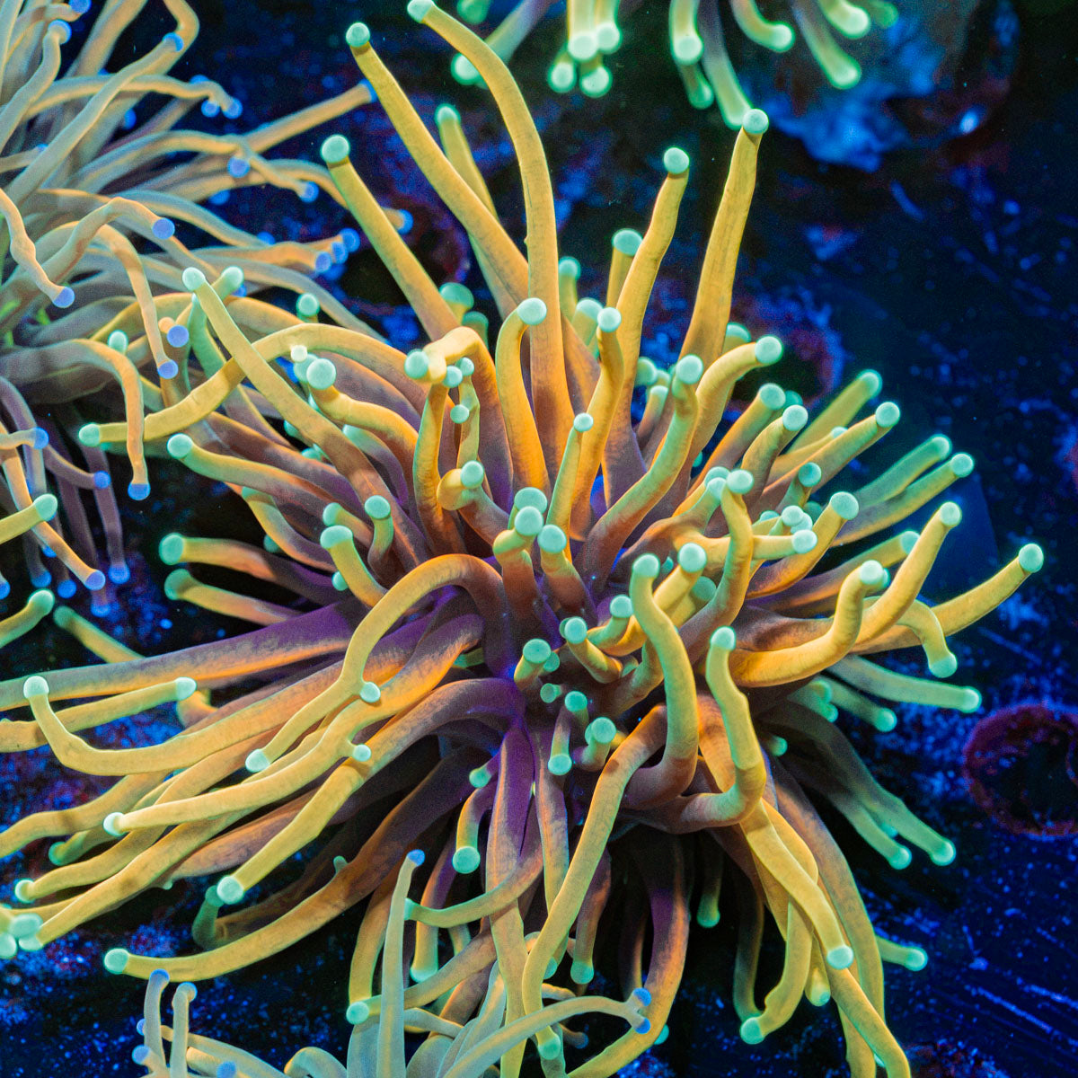 Inferno Torch Euphyllia Coral