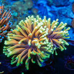 Inferno Torch Euphyllia Coral