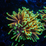 Inferno Torch Euphyllia Coral