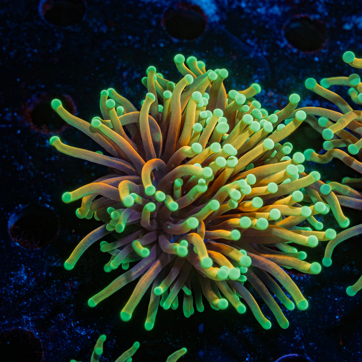 Inferno Torch Euphyllia Coral