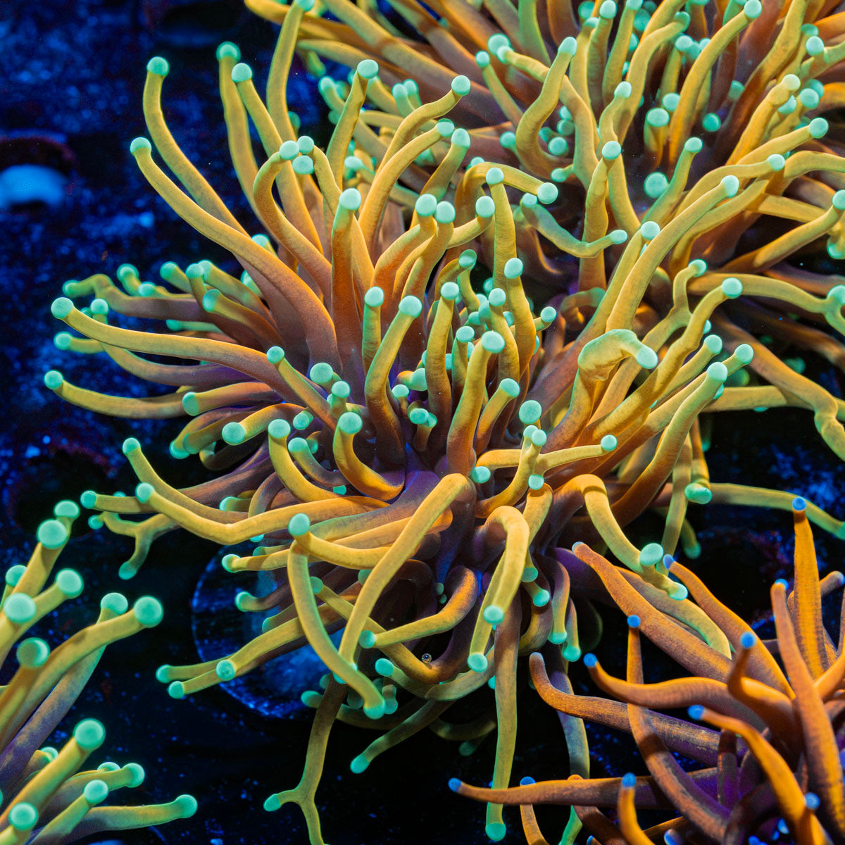 Hellfire Torch Euphyllia Coral